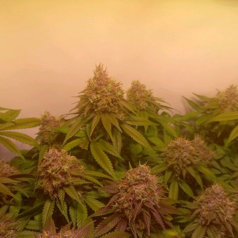 Liberated Orange growlog timeline photo