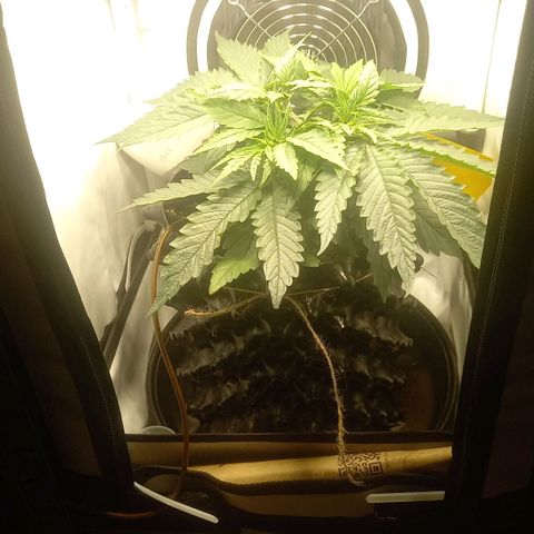 L.A. Amnesia growlog timeline photo