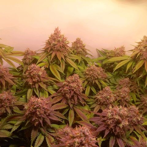 Liberated Orange growlog timeline photo