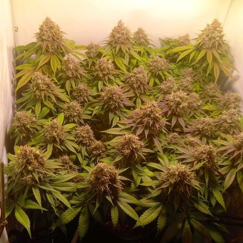 Liberated Orange growlog timeline photo
