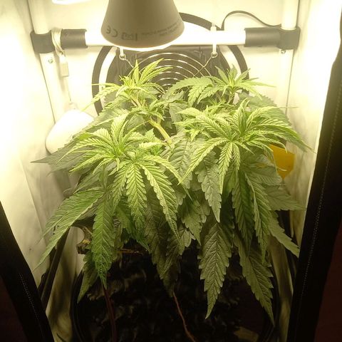 L.A. Amnesia growlog timeline photo