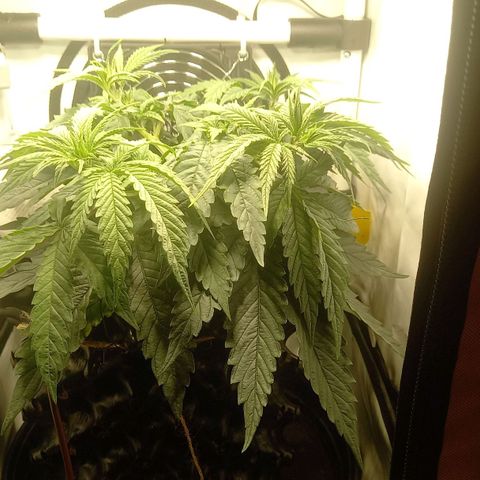 L.A. Amnesia growlog timeline photo