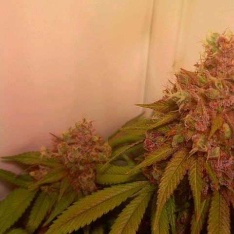 Liberated Orange growlog timeline photo