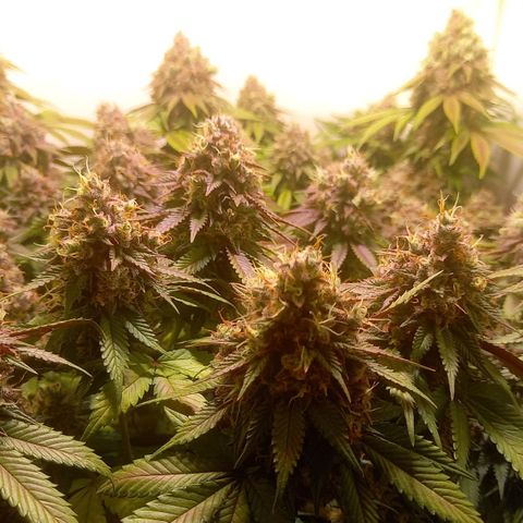 Liberated Orange growlog timeline photo