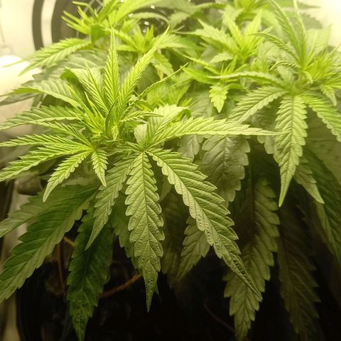 L.A. Amnesia growlog timeline photo