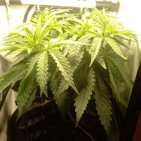 L.A. Amnesia growlog timeline photo