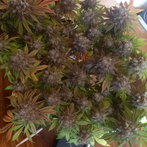 Liberated Orange growlog timeline photo