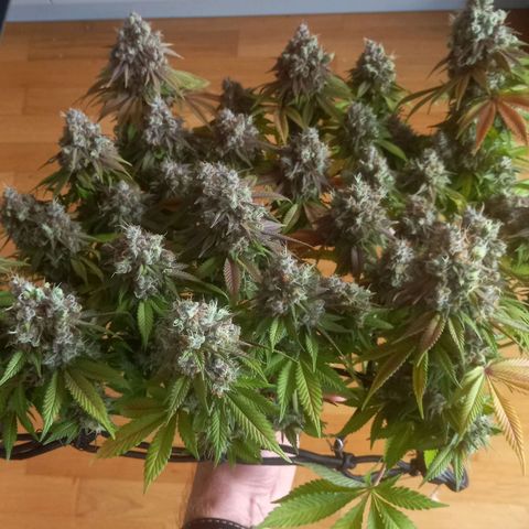 Liberated Orange growlog timeline photo