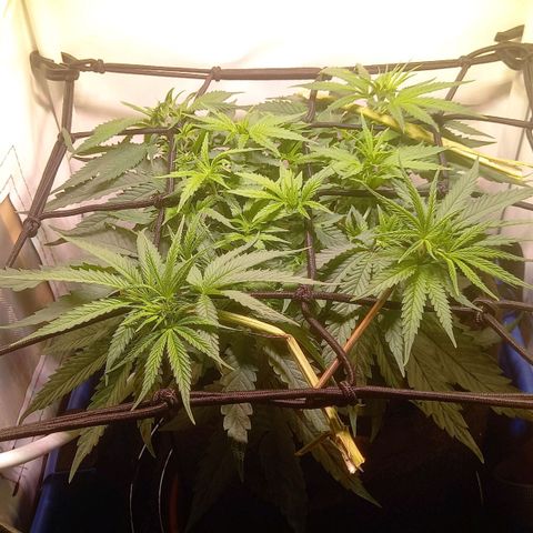 L.A. Amnesia growlog timeline photo
