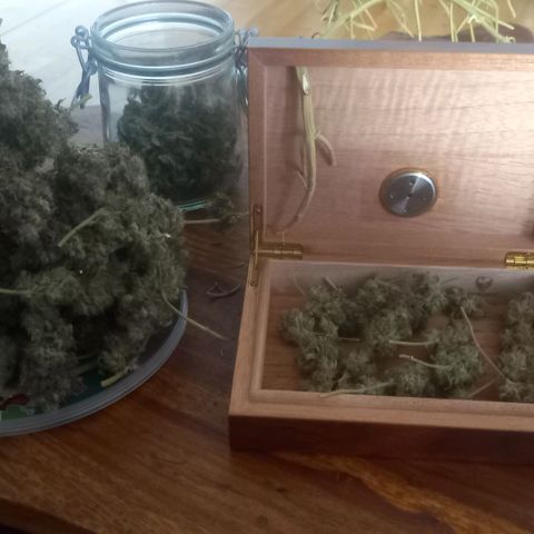 Liberated Orange growlog timeline photo