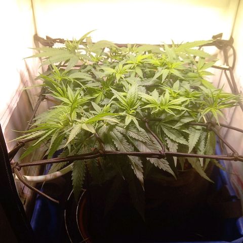 L.A. Amnesia growlog timeline photo