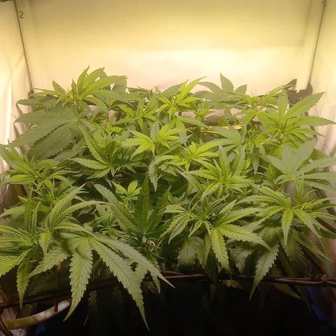 L.A. Amnesia growlog timeline photo