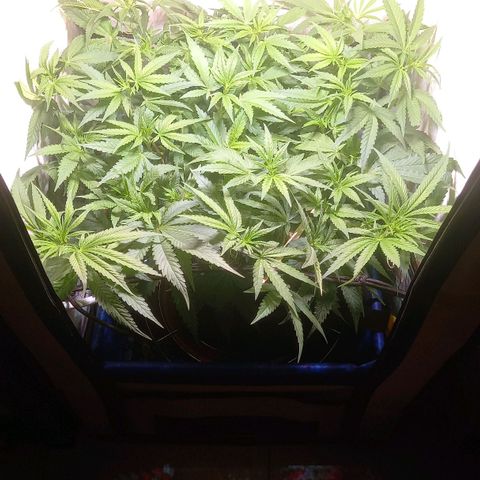 L.A. Amnesia growlog timeline photo