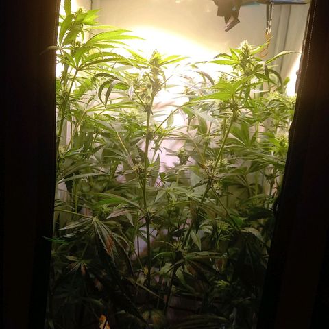 L.A. Amnesia growlog timeline photo