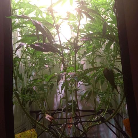 L.A. Amnesia growlog timeline photo