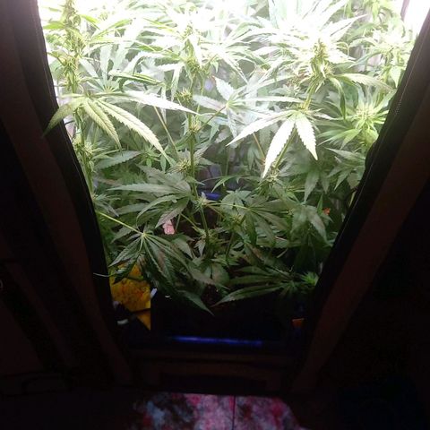 L.A. Amnesia growlog timeline photo
