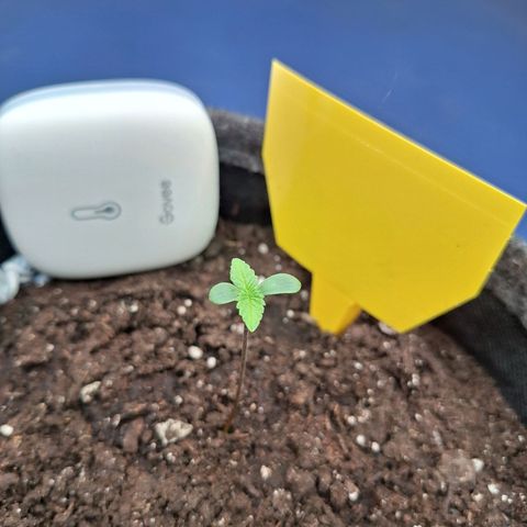 Henrietta growlog timeline photo