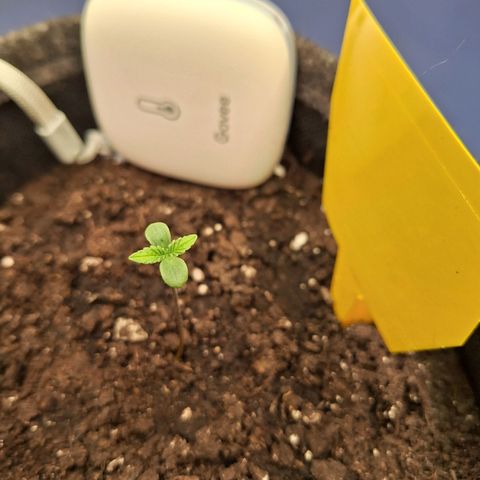 Henrietta growlog timeline photo