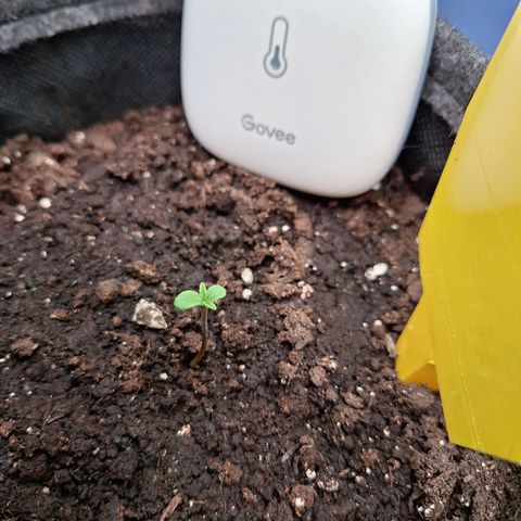 Henrietta growlog timeline photo