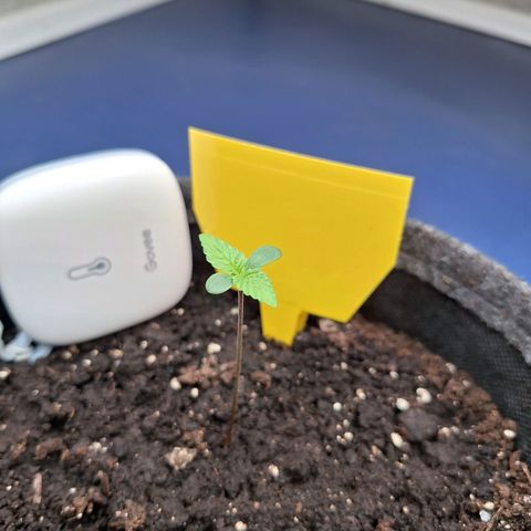 Henrietta growlog timeline photo