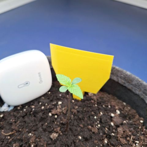 Henrietta growlog timeline photo