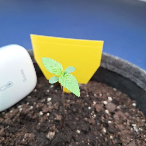 Henrietta growlog timeline photo