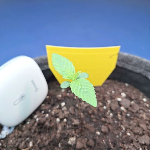 Henrietta growlog timeline photo