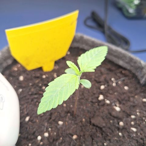 Henrietta growlog timeline photo