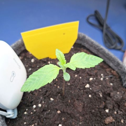 Henrietta growlog timeline photo