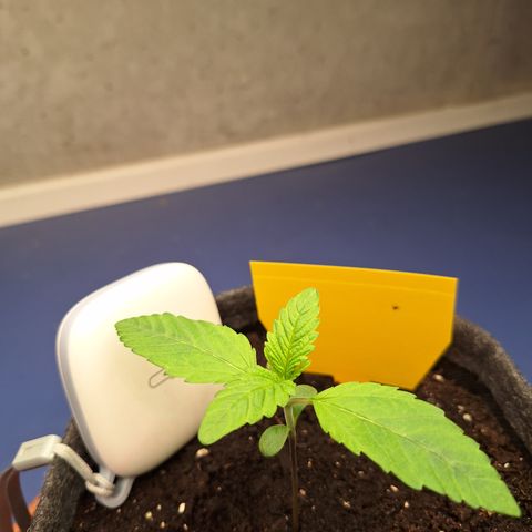Henrietta growlog timeline photo