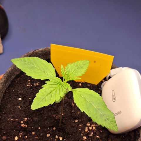 Henrietta growlog timeline photo