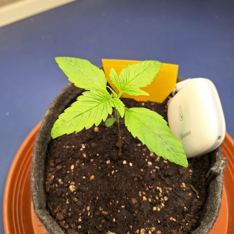 Henrietta growlog timeline photo