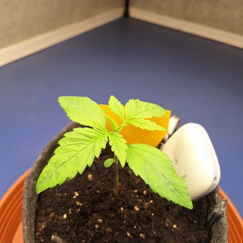 Henrietta growlog timeline photo