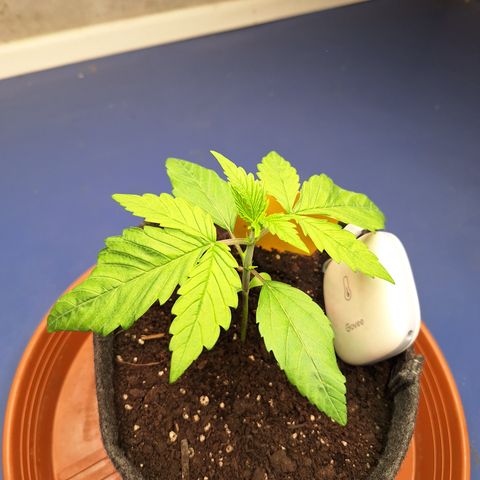 Henrietta growlog timeline photo
