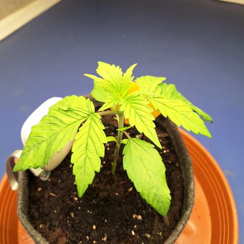 Henrietta growlog timeline photo