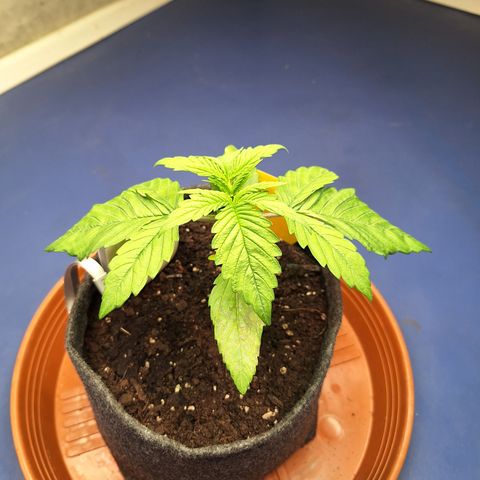 Henrietta growlog timeline photo