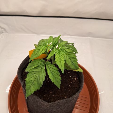 Henrietta growlog timeline photo