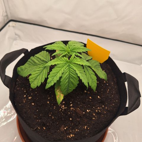 Henrietta growlog timeline photo