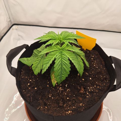Henrietta growlog timeline photo