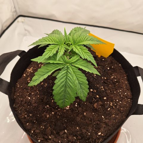 Henrietta growlog timeline photo