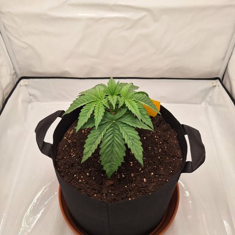 Henrietta growlog timeline photo