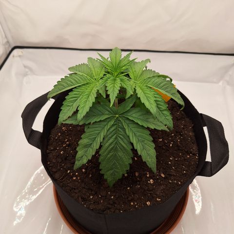 Henrietta growlog timeline photo