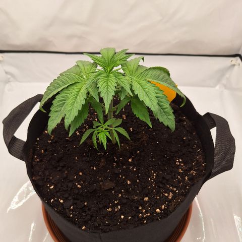 Henrietta growlog timeline photo