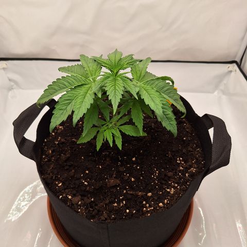 Henrietta growlog timeline photo