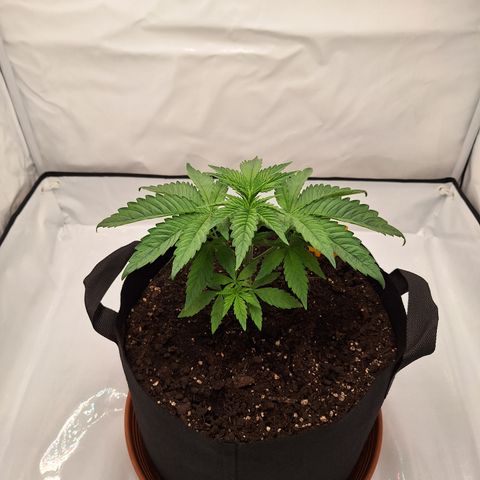 Henrietta growlog timeline photo