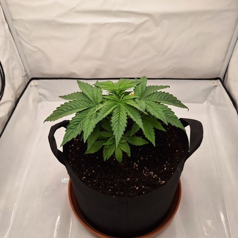 Henrietta growlog timeline photo