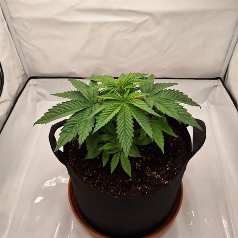 Henrietta growlog timeline photo
