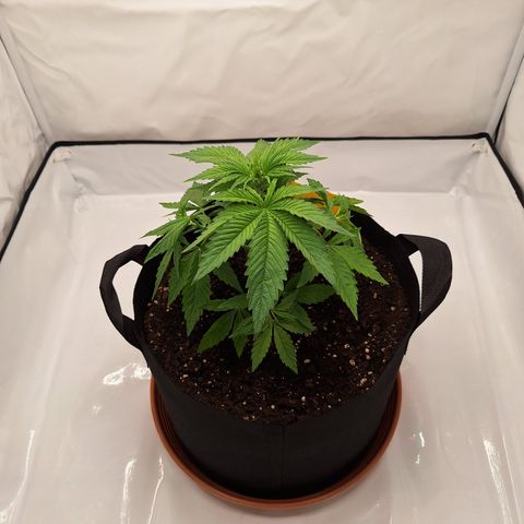 Henrietta growlog timeline photo