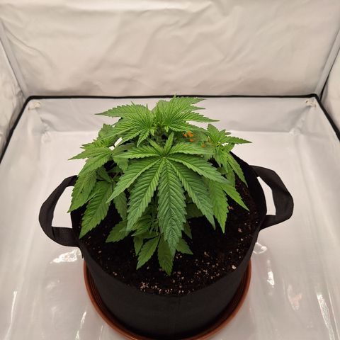 Henrietta growlog timeline photo
