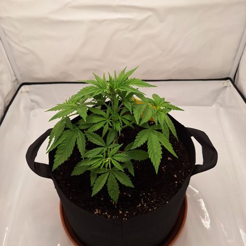 Henrietta growlog timeline photo